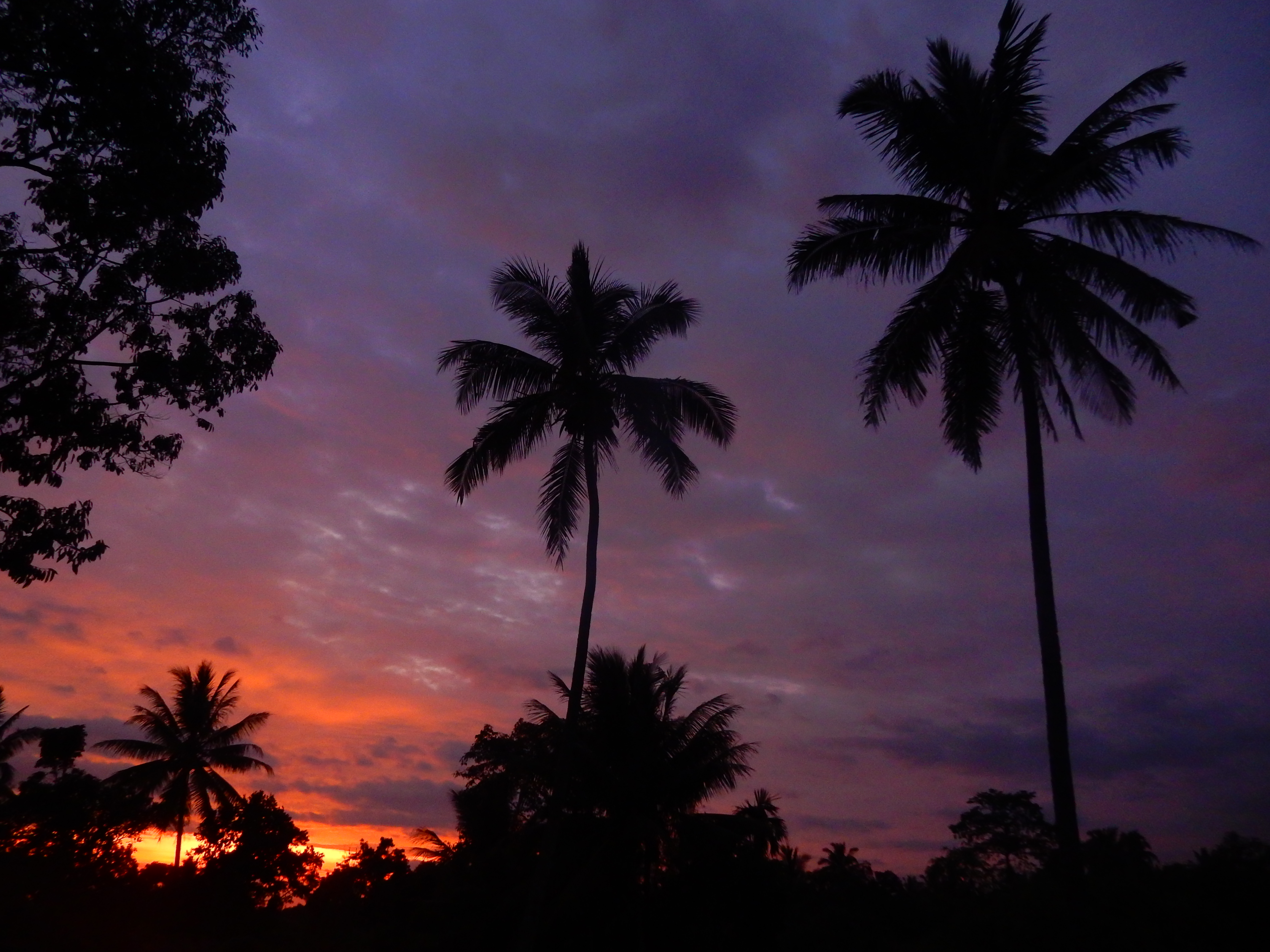 Palmiers coucher de soleil, Tetebatu Lombok, Indonésie